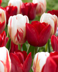 Tulip Bulbs Carnaval De Rio Blooms Species Growing Bonsai Roots Rhizomes Corms Tubers Potted Planting Reblooming Fragrant Garden Flower Seeds Plant