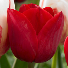 Hollandia Tulip Bulbs Blooms Species Growing Bonsai Roots Rhizomes Corms Tubers Potted Planting Reblooming Fragrant Garden Flower Seeds Plant
