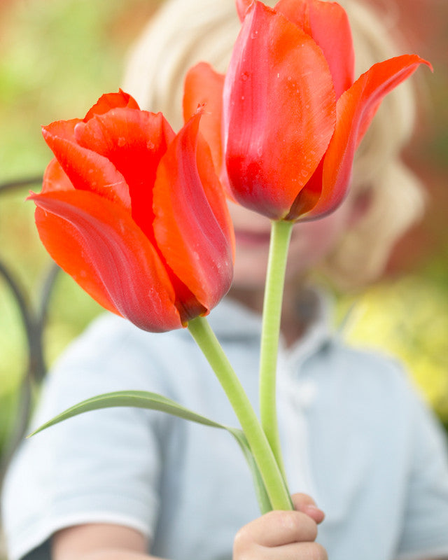 Casa Grande Tulip Bulbs Blooms Species Growing Bonsai Roots Rhizomes Corms Tubers Potted Planting Reblooming Fragrant Garden Flower Seeds Plant