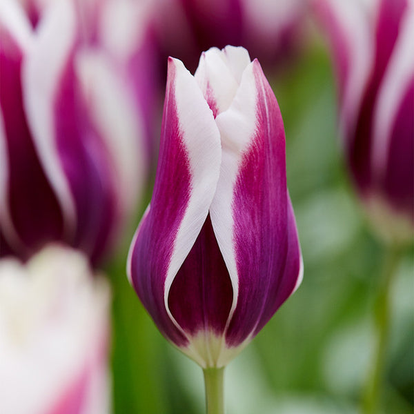 Tulip Bulbs Chansonette Blooms Species Growing Bonsai Roots Rhizomes Corms Tubers Potted Planting Reblooming Fragrant Garden Flower Seeds Plant