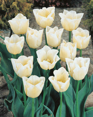 Tulip Bulbs Cheers Blooms Species Growing Bonsai Roots Rhizomes Corms Tubers Potted Planting Reblooming Fragrant Garden Flower Seeds Plant