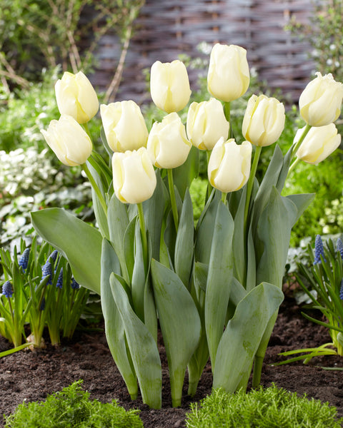 Tulip Bulbs Cheers Blooms Species Growing Bonsai Roots Rhizomes Corms Tubers Potted Planting Reblooming Fragrant Garden Flower Seeds Plant