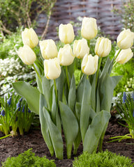 Tulip Bulbs Cheers Blooms Species Growing Bonsai Roots Rhizomes Corms Tubers Potted Planting Reblooming Fragrant Garden Flower Seeds Plant