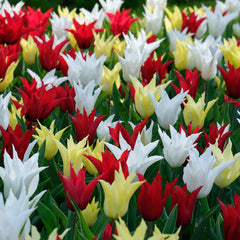 Chic Mix Tulip Bulbs Blooms Species Growing Bonsai Roots Rhizomes Corms Tubers Potted Planting Reblooming Fragrant Garden Flower Seeds Plant - Seedsplant