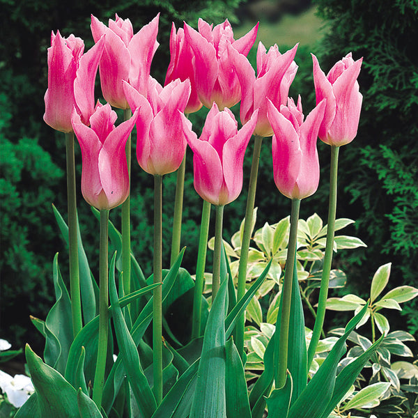 Tulip Bulbs China Pink Blooms Species Growing Bonsai Roots Rhizomes Corms Tubers Potted Planting Reblooming Fragrant Garden Flower Seeds Plant
