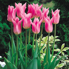 Tulip Bulbs China Pink Blooms Species Growing Bonsai Roots Rhizomes Corms Tubers Potted Planting Reblooming Fragrant Garden Flower Seeds Plant