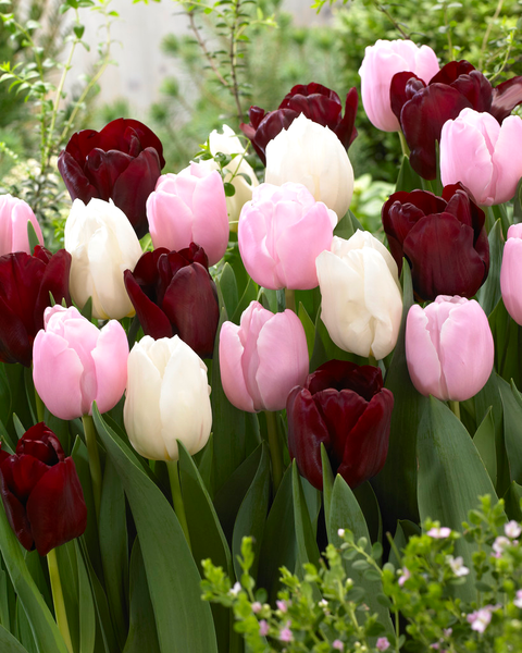 Tulip Bulbs Chocolate Candy Collection Blooms Species Growing Bonsai Roots Rhizomes Corms Tubers Potted Planting Reblooming Fragrant Garden Flower Seeds Plant