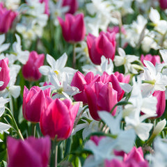 Tulip Bulbs Christmas Marvel Blooms Species Growing Bonsai Roots Rhizomes Corms Tubers Potted Planting Reblooming Fragrant Garden Flower Seeds Plant