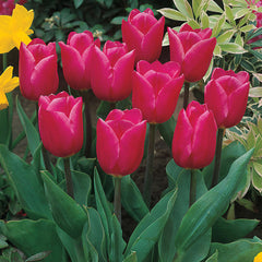 Christmas Marvel Tulip Bulbs Blooms Species Growing Bonsai Roots Rhizomes Corms Tubers Potted Planting Reblooming Fragrant Garden Flower Seeds Plant