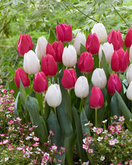 Christmas Marvel Tulip Bulbs Blooms Species Growing Bonsai Roots Rhizomes Corms Tubers Potted Planting Reblooming Fragrant Garden Flower Seeds Plant