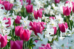 Christmas Marvel Tulip Bulbs Blooms Species Growing Bonsai Roots Rhizomes Corms Tubers Potted Planting Reblooming Fragrant Garden Flower Seeds Plant