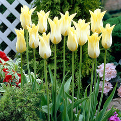 Tulip Bulbs Cistula Blooms Species Growing Bonsai Roots Rhizomes Corms Tubers Potted Planting Reblooming Fragrant Garden Flower Seeds Plant