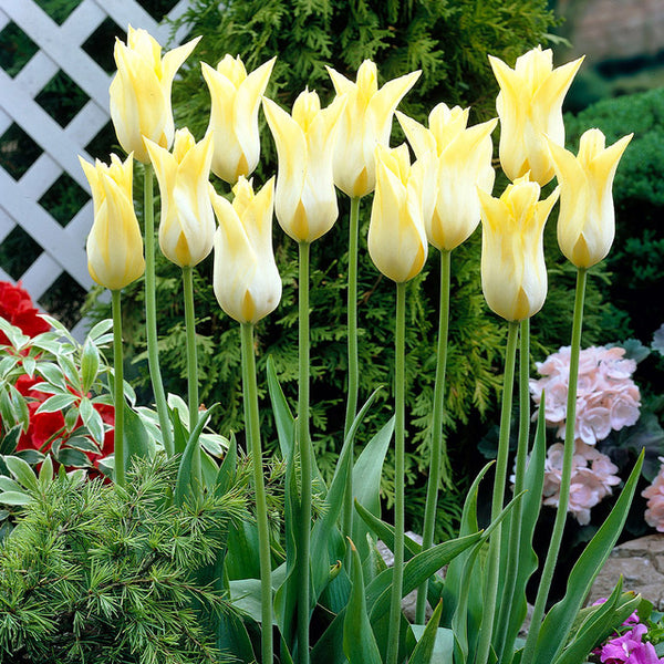 Tulip Bulbs Cistula Blooms Species Growing Bonsai Roots Rhizomes Corms Tubers Potted Planting Reblooming Fragrant Garden Flower Seeds Plant