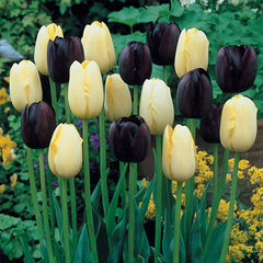 Tulip Bulbs City of Vancouver Blooms Species Growing Bonsai Roots Rhizomes Corms Tubers Potted Planting Reblooming Fragrant Garden Flower Seeds Plant
