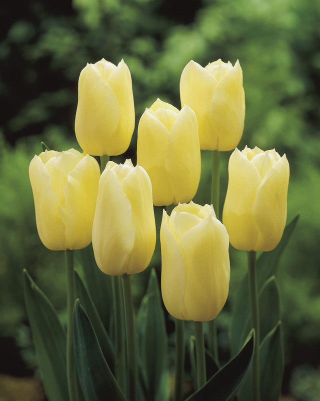 Tulip Bulbs City of Vancouver Blooms Species Growing Bonsai Roots