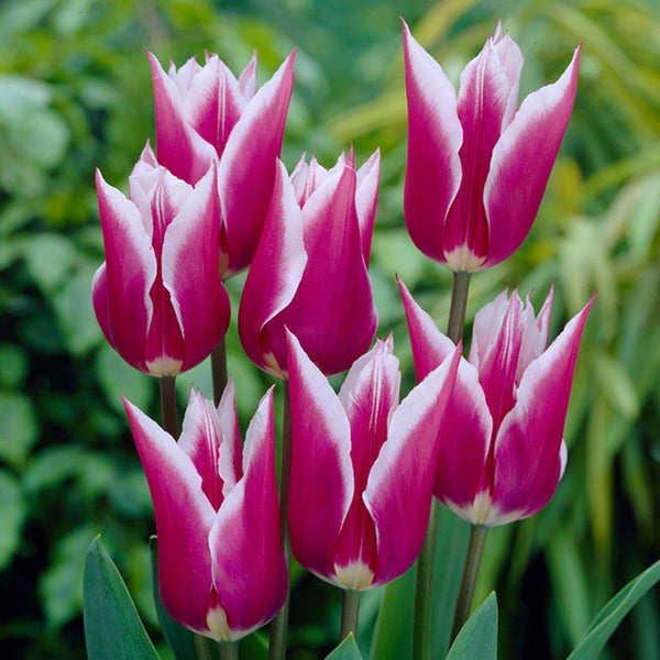Tulip Bulbs Claudia Blooms Species Growing Bonsai Roots Rhizomes Corms Tubers Potted Planting Reblooming Fragrant Garden Flower Seeds Plant