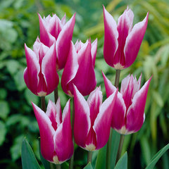 Tulip Bulbs Claudia Blooms Species Growing Bonsai Roots Rhizomes Corms Tubers Potted Planting Reblooming Fragrant Garden Flower Seeds Plant