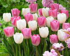 Clearwater Tulip Bulbs Blooms Species Growing Bonsai Roots Rhizomes Corms Tubers Potted Planting Reblooming Fragrant Garden Flower Seeds Plant - Seedsplant
