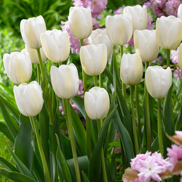 Clearwater Tulip Bulbs Blooms Species Growing Bonsai Roots Rhizomes Corms Tubers Potted Planting Reblooming Fragrant Garden Flower Seeds Plant - Seedsplant