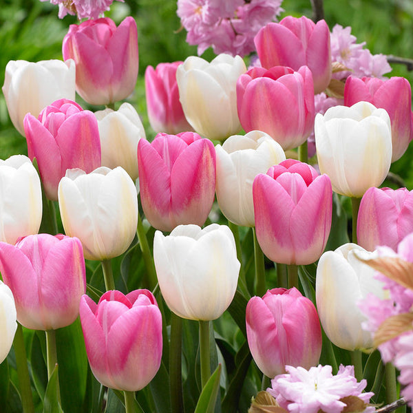 Clearwater Collection Tulip Bulbs Blooms Species Growing Bonsai Roots Rhizomes Corms Tubers Potted Planting Reblooming Fragrant Garden Flower Seeds Plant