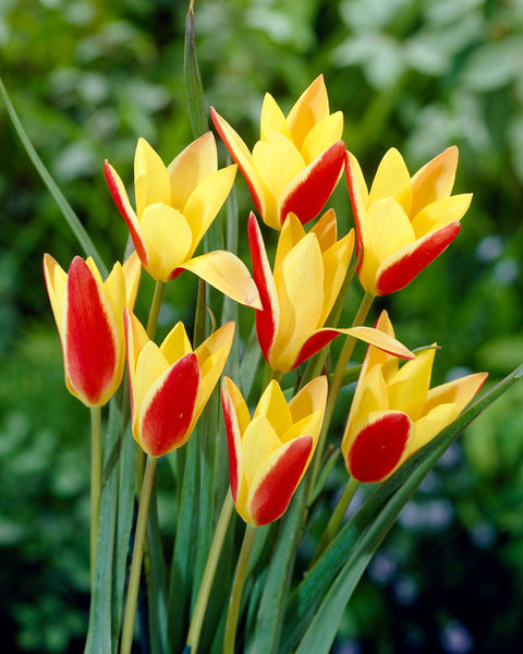Clusiana Var Chrysantha Tulip Bulbs Blooms Species Growing Bonsai Roots Rhizomes Corms Tubers Potted Planting Reblooming Fragrant Garden Flower Seeds Plant