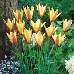 Tulip Bulbs Clusiana Var Chrysantha Blooms Species Growing Bonsai Roots Rhizomes Corms Tubers Potted Planting Reblooming Fragrant Garden Flower Seeds Plant