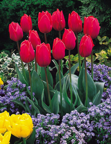 Tulip Coleur Cardinal Bulbs Blooms Species Growing Bonsai Roots Rhizomes Corms Tubers Potted Planting Reblooming Fragrant Garden Flower Seeds Plant
