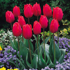 Tulip Bulbs Coleur Cardinal Blooms Species Growing Bonsai Roots Rhizomes Corms Tubers Potted Planting Reblooming Fragrant Garden Flower Seeds Plant - Seedsplant