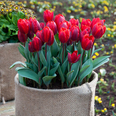 Tulip Bulbs Coleur Cardinal Blooms Species Growing Bonsai Roots Rhizomes Corms Tubers Potted Planting Reblooming Fragrant Garden Flower Seeds Plant - Seedsplant
