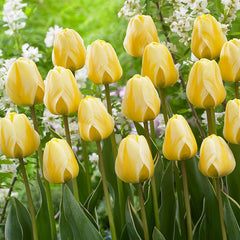 Cream Cocktail Tulip Bulbs Blooms Species Growing Bonsai Roots Rhizomes Corms Tubers Potted Planting Reblooming Fragrant Garden Flower Seeds Plant