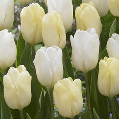 Cream Flag Tulip Bulbs Blooms Species Growing Bonsai Roots Rhizomes Corms Tubers Potted Planting Reblooming Fragrant Garden Flower Seeds Plant