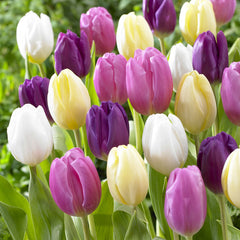 Cream Flag Tulip Bulbs Blooms Species Growing Bonsai Roots Rhizomes Corms Tubers Potted Planting Reblooming Fragrant Garden Flower Seeds Plant