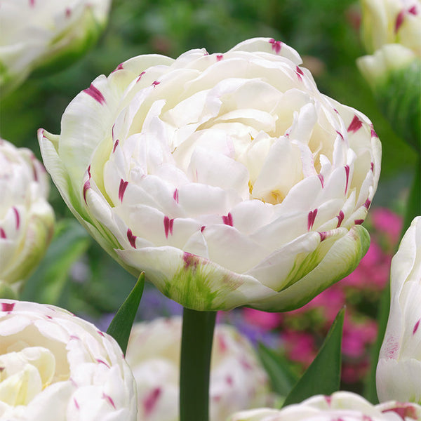 Dance Line Tulip Bulbs Blooms Species Growing Bonsai Roots Rhizomes Corms Tubers Potted Planting Reblooming Fragrant Garden Flower Seeds Plant