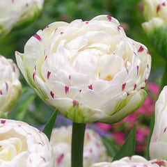 Dance Line Tulip Bulbs Blooms Species Growing Bonsai Roots Rhizomes Corms Tubers Potted Planting Reblooming Fragrant Garden Flower Seeds Plant