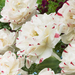Dance Line Tulip Bulbs Blooms Species Growing Bonsai Roots Rhizomes Corms Tubers Potted Planting Reblooming Fragrant Garden Flower Seeds Plant
