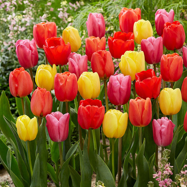 Tulip Bulbs Darwin Hybrid Mixed Blooms Species Growing Bonsai Roots Rhizomes Corms Tubers Potted Planting Reblooming Fragrant Garden Flower Seeds Plant