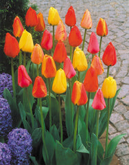 Darwin Hybrid Mixed Tulip Bulbs Blooms Species Growing Bonsai Roots Rhizomes Corms Tubers Potted Planting Reblooming Fragrant Garden Flower Seeds Plant