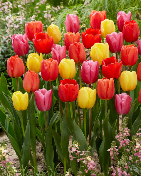 Darwin Hybrid Mixed Tulip Bulbs Blooms Species Growing Bonsai Roots Rhizomes Corms Tubers Potted Planting Reblooming Fragrant Garden Flower Seeds Plant
