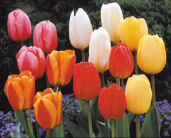 Tulip Bulbs Darwin Hybrid Mixed Blooms Species Growing Bonsai Roots Rhizomes Corms Tubers Potted Planting Reblooming Fragrant Garden Flower Seeds Plant