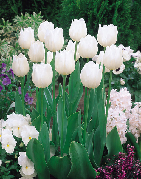 Diana Tulip Bulbs Blooms Species Growing Bonsai Roots Rhizomes Corms Tubers Potted Planting Reblooming Fragrant Garden Flower Seeds Plant
