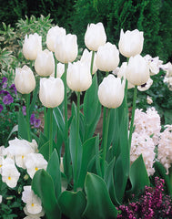 Diana Tulip Bulbs Blooms Species Growing Bonsai Roots Rhizomes Corms Tubers Potted Planting Reblooming Fragrant Garden Flower Seeds Plant