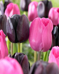 Don Quichotte Tulip Bulbs Blooms Species Growing Bonsai Roots Rhizomes Corms Tubers Potted Planting Reblooming Fragrant Garden Flower Seeds Plant