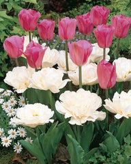 Don Quichotte Tulip Bulbs Blooms Species Growing Bonsai Roots Rhizomes Corms Tubers Potted Planting Reblooming Fragrant Garden Flower Seeds Plant