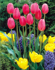 Don Quichotte Tulip Bulbs Blooms Species Growing Bonsai Roots Rhizomes Corms Tubers Potted Planting Reblooming Fragrant Garden Flower Seeds Plant