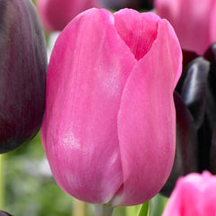 Tulip Bulbs Don Quichotte Blooms Species Growing Bonsai Roots Rhizomes Corms Tubers Potted Planting Reblooming Fragrant Garden Flower Seeds Plant - Seedsplant