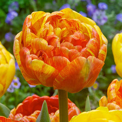 Double Beauty of Apeldoorn Tulip Bulbs Blooms Species Growing Bonsai Roots Rhizomes Corms Tubers Potted Planting Reblooming Fragrant Garden Flower Seeds Plant