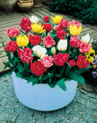 Tulip Bulbs Double Early Blooms Species Growing Bonsai Roots Rhizomes Corms Tubers Potted Planting Reblooming Fragrant Garden Flower Seeds Plant