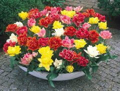 Tulip Bulbs Double Early Blooms Species Growing Bonsai Roots Rhizomes Corms Tubers Potted Planting Reblooming Fragrant Garden Flower Seeds Plant