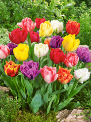 Tulip Bulbs Double Early Blooms Species Growing Bonsai Roots Rhizomes Corms Tubers Potted Planting Reblooming Fragrant Garden Flower Seeds Plant