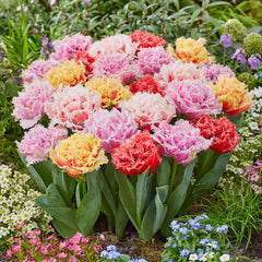 Tulip Bulbs Double Fringed Mixed Blooms Species Growing Bonsai Roots Rhizomes Corms Tubers Potted Planting Reblooming Fragrant Garden Flower Seeds Plant - Seedsplant